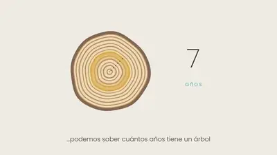 Fotograma del video: ¿Por qué los árboles tienen anillos?